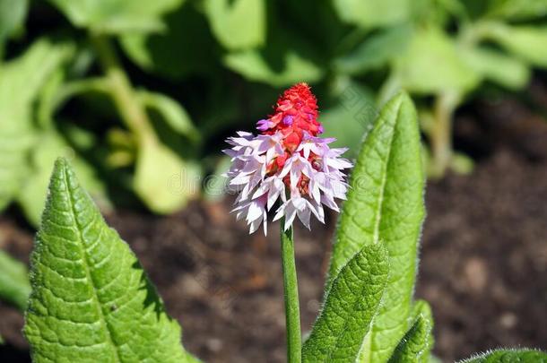 盛开的红色的和紫色的樱草<strong>属</strong>的<strong>植物</strong>小瓶,兰花<strong>报春花</strong>花