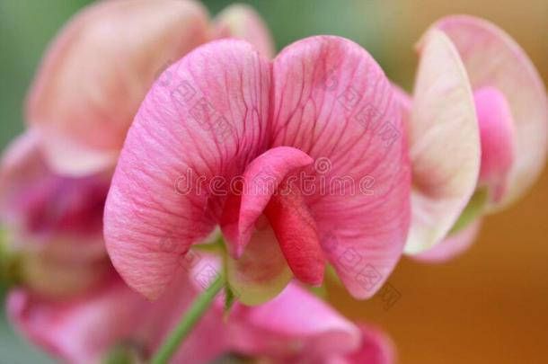 特写镜头关于甜的豌<strong>豆花</strong>