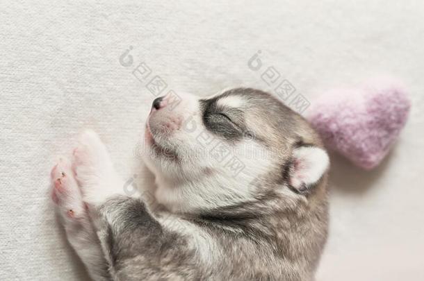 新生的西伯利亚的嗓子哑的小狗<strong>年</strong>龄关于1天.嗓子哑的狗生育.