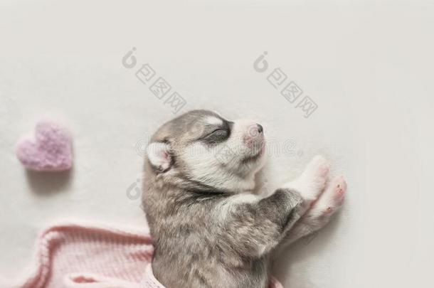 新生的西伯利亚的嗓子哑的小<strong>狗年</strong>龄关于1天.嗓子哑的狗生育.