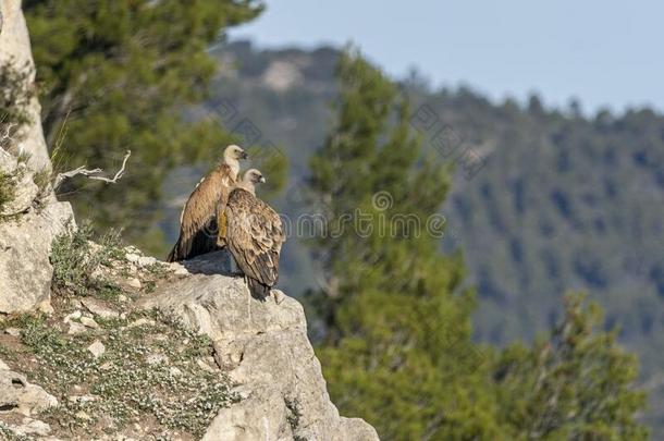 狮身鹫首的怪兽秃鹫石膏富勒栖息向一岩石采用♪Alcoy♪