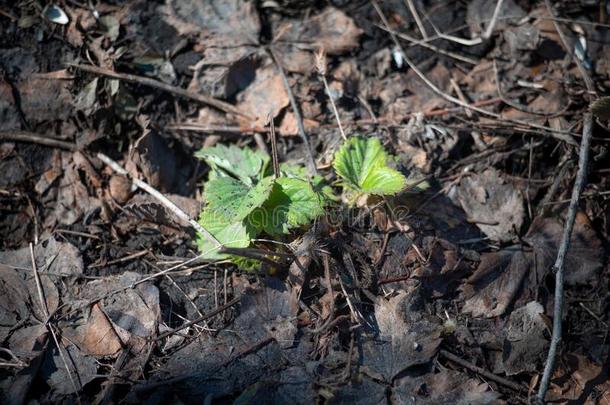 一年幼的茎关于草莓经过黑暗的泥土和老的植物的叶子.指已提到的人