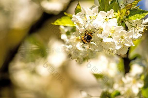樱桃花和大黄蜂