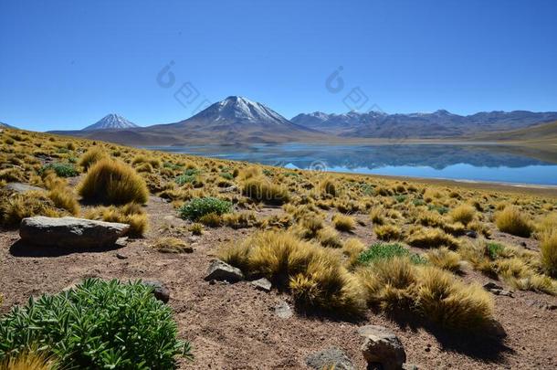 安第斯山的沙漠玻利维亚条子毛绒-拉古纳斯<strong>高原高原</strong>