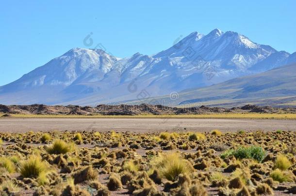 安第<strong>斯</strong>山的沙漠玻利维亚条子毛绒