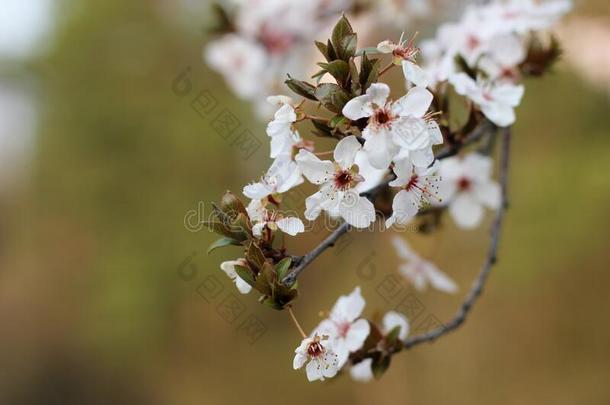 春季开花采用果园向模糊的背景