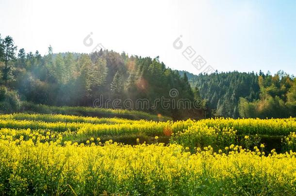 吴园掠夺花系列03-2020江西,中国