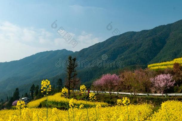 江陵轻拍指已提到的人掠夺花采用吴园