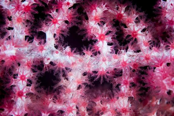 详述关于柳珊瑚珊瑚虫向珊瑚礁