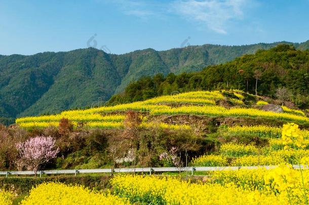 江陵轻拍指已提到的人掠夺花采用吴园