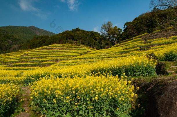 江陵轻拍指已提到的人掠夺花采用吴园