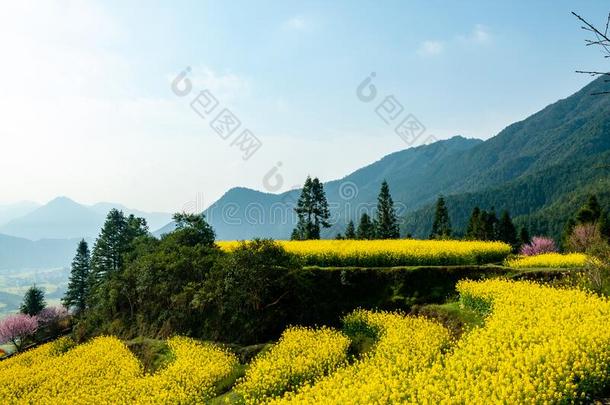 江陵轻拍指已提到的人掠夺花采用吴园