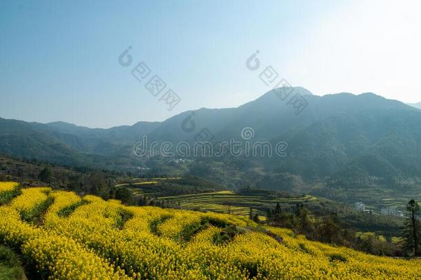 江陵轻拍指已提到的人掠夺花采用吴园