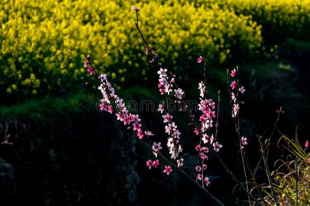 吴园掠夺花系列03-2020江西,中国