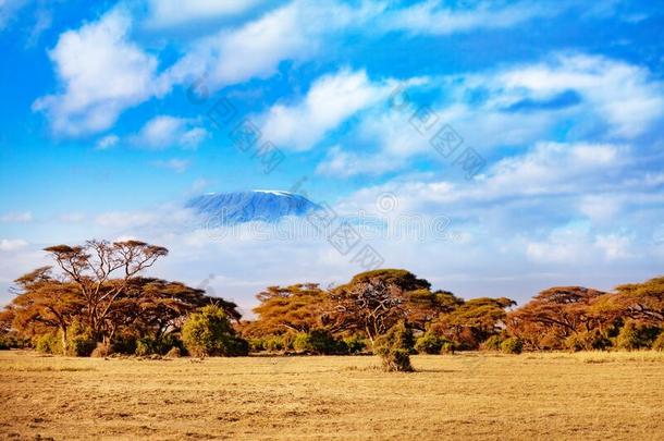 <strong>乞力马扎罗山</strong>山看法采用肯尼亚安博塞利公园