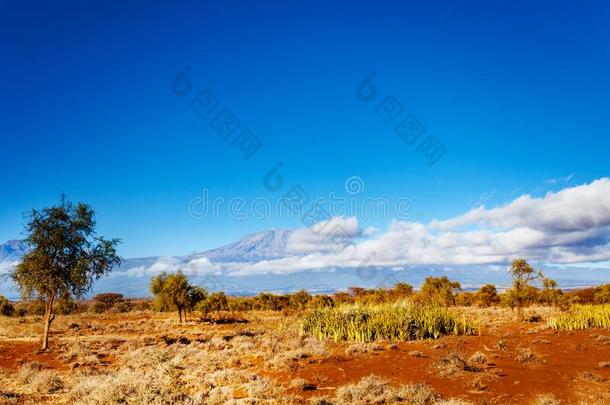 <strong>乞力马扎罗山</strong>山从肯尼亚和无树平原看法