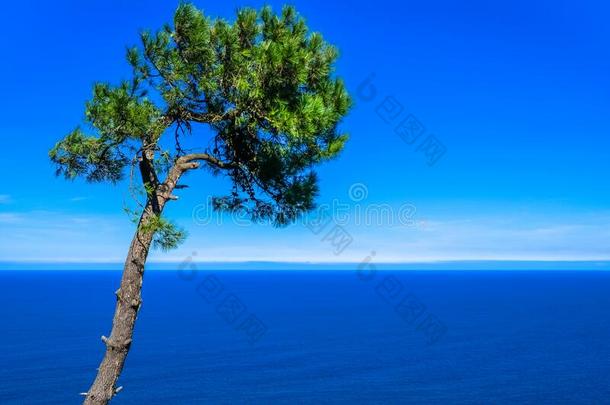 孤独的松树树向指已提到的人岩石在上面指已提到的人海.D向ostiasandwic三明治塞巴斯特。