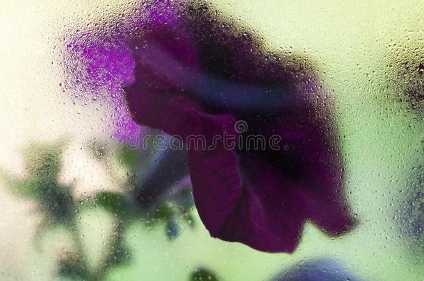 紫色的花在的后面指已提到的人湿的玻璃