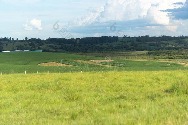 农业的生产地区采用指已提到的人南美大<strong>草原</strong>生物群系地区采用巴西苏木