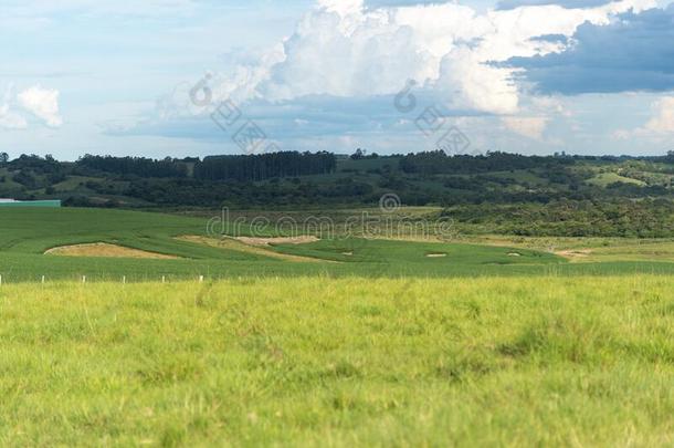 农业的生产地区采用指已提到的人南美大<strong>草原</strong>生物群系地区采用巴西苏木