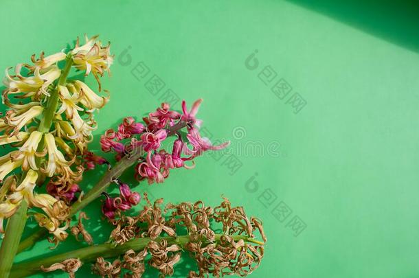 几个的干燥的细枝关于粉红色的,黄色的风信子花