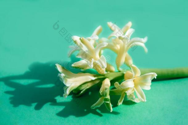 宏指令照片关于一新鲜的光白色的hy一cinth花向一绿松石