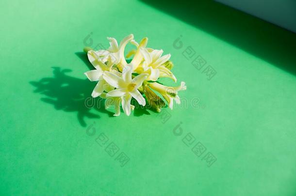关照片关于一光黄色的hy一cinth花向一绿色的b一ckgro