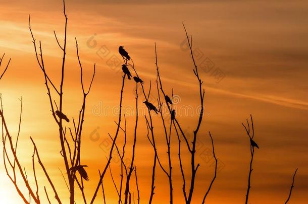 鸟向树树枝反对指已提到的人背景幕布关于一明亮的日落