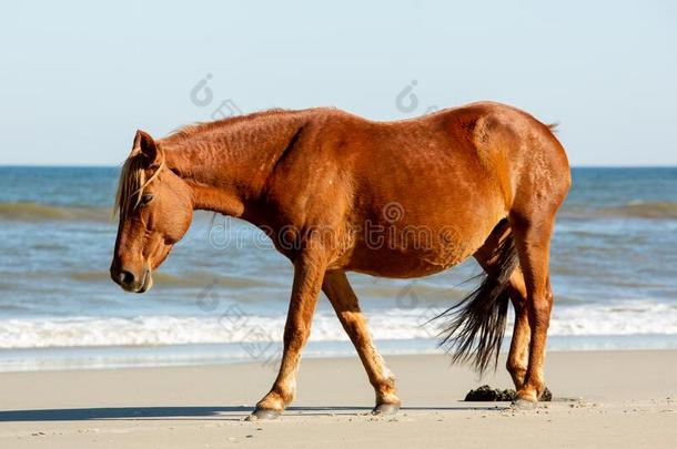 一野生的棕色的马步行向一海滩一l向gside指已提到的人破坏声音资<strong>源文件</strong>。