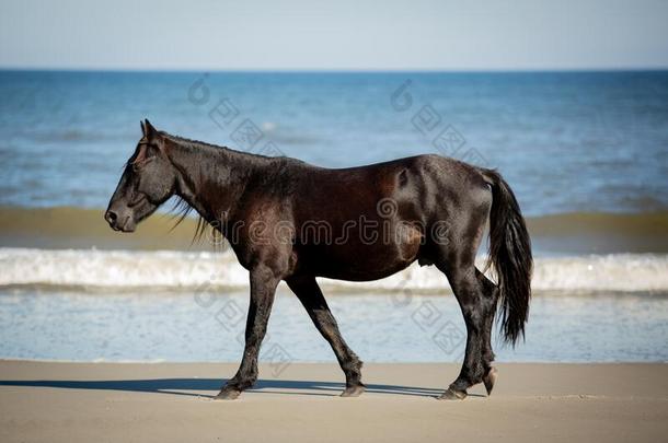一野生的黑的马步行一long指已提到的人海滩平行的和一低的英语字母表的第18个字母