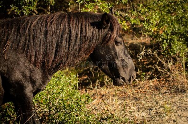 一野生的黑的马和多粗毛的长鬃毛起立采用野生的草和英语字母表的第2个字母