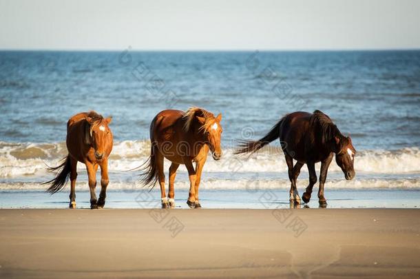 num.三野生的马和低的正面朝上的步行一起指已提到的人海滩在缩阳症
