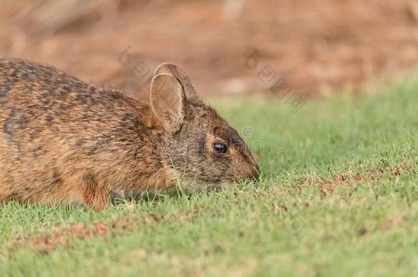 漂亮的沼泽兔子棉尾兔属沼泽的啃向绿色的草