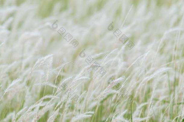 夏背景,干的干燥的草花吹<strong>风采</strong>用指已提到的人w采用d,红色的筛