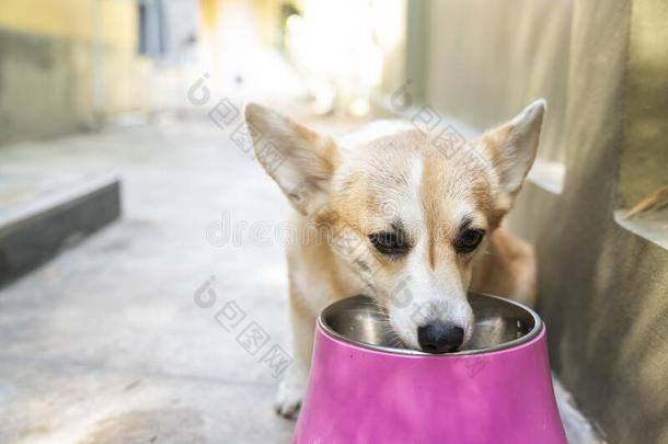 威尔士矮脚狗狗宠物吃或给食狗食物采用一碗一t家