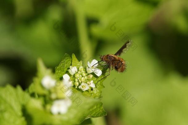 一漂亮的黑暗的-有边的蜜蜂-飞,波比柳斯主要的,给食从一维尔