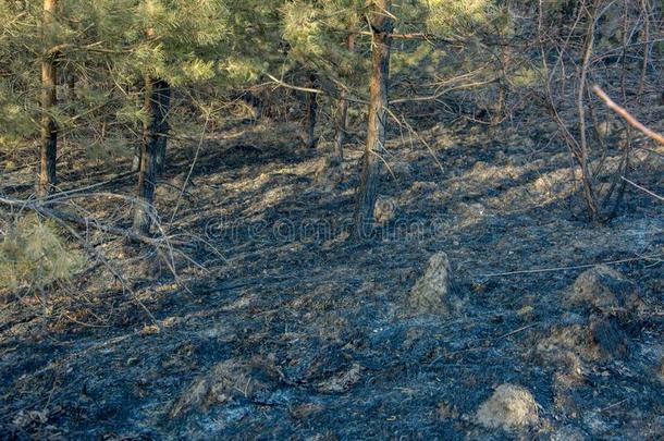 森林和田火.干的干燥的草络腮胡子,自然的灾难