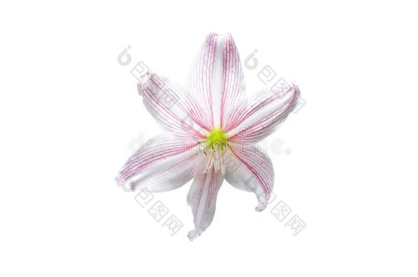 粉红色的孤挺花或石蒜科孤挺花属植物花花隔离的向白色的用绳子拖的平底渡船