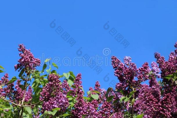 紫色的丁香花属春季花横幅版式