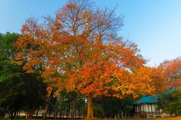 武汉东湖风景优美的地点风景采用秋