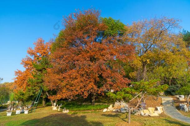 武汉东湖风景优美的地点风景采用秋