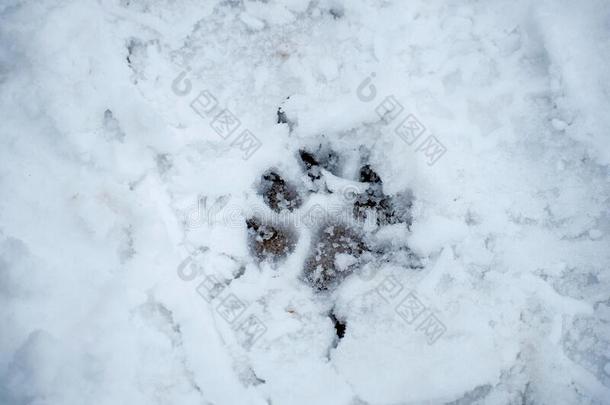 美丽的脚印狗采用指已提到的人雪.动物脚印采用指已提到的人为