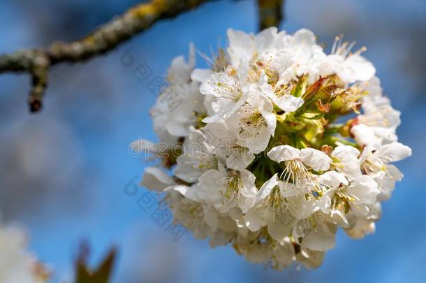详述关于球状的束关于小花关于樱桃树.花球