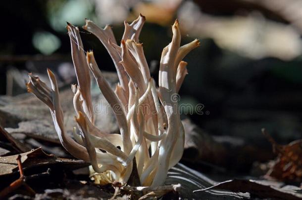 珊瑚真菌,拉<strong>玛利亚</strong>物种,生长的采用澳大利亚人有节制的rain雨