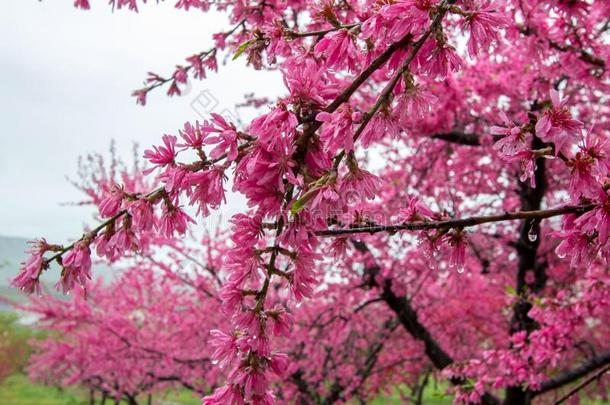 美丽的开花桃子树在让我们看看。不S在o,_其他组织者温泉