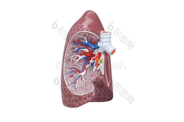 人呼吸的体系模型是（be的三单形式给看肺.人自然的<strong>摩登</strong>派