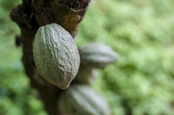 巧克力树,可可属：梧桐科植物可可