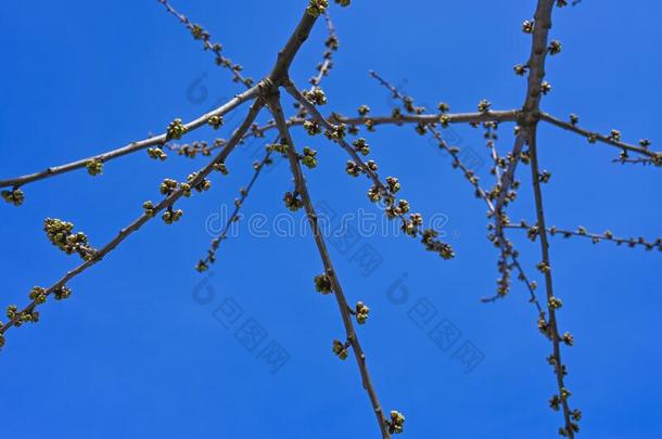 芽关于树树枝向一蓝色天.指已提到的人第一春季芽向一