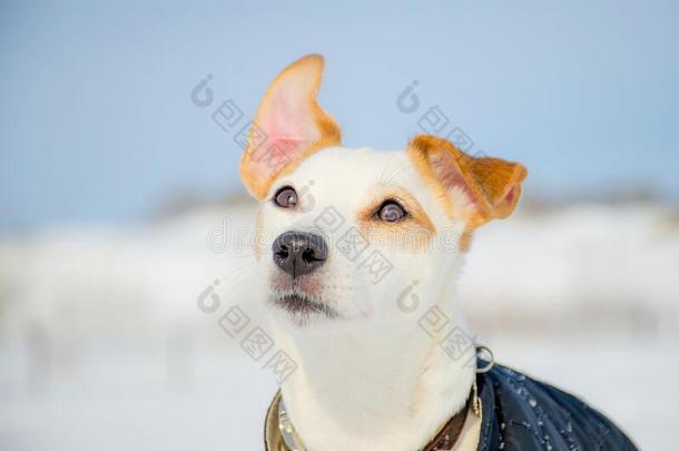 肖像关于一白色的狗和红色的e一rs有样子的在上面