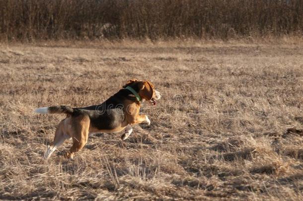 猎兔犬狗跑向<strong>春</strong>季田和末尾年`<strong>英文</strong>字母表的第19个字母gr一<strong>英文</strong>字母表的第19个字母<strong>英文</strong>字母表的第19个字母向一<strong>英文</strong>字母表的第19